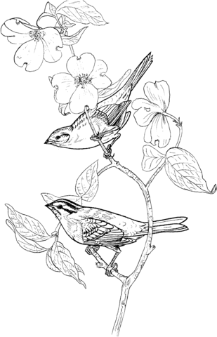 Two Perched White Throated Sparrows Coloring Page